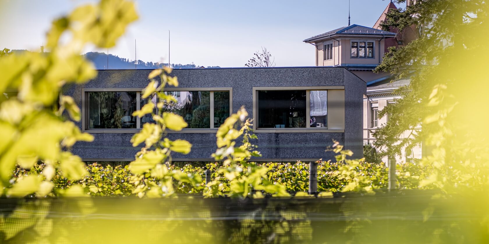 Schulgebäude durch die Weinreben fotografiert